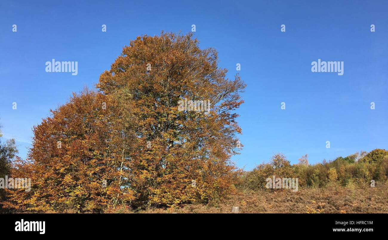 Arbre d'automne couleur dans Parc Buchan, Crawley, West Sussex, Angleterre Banque D'Images