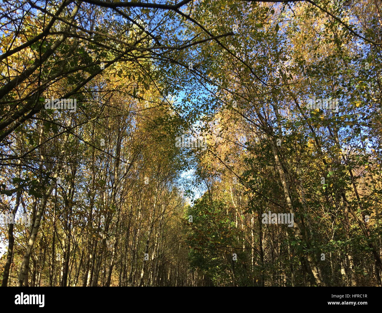 Arbre d'automne en couleurs par Buchan, Crawley, West Sussex, Angleterre Banque D'Images