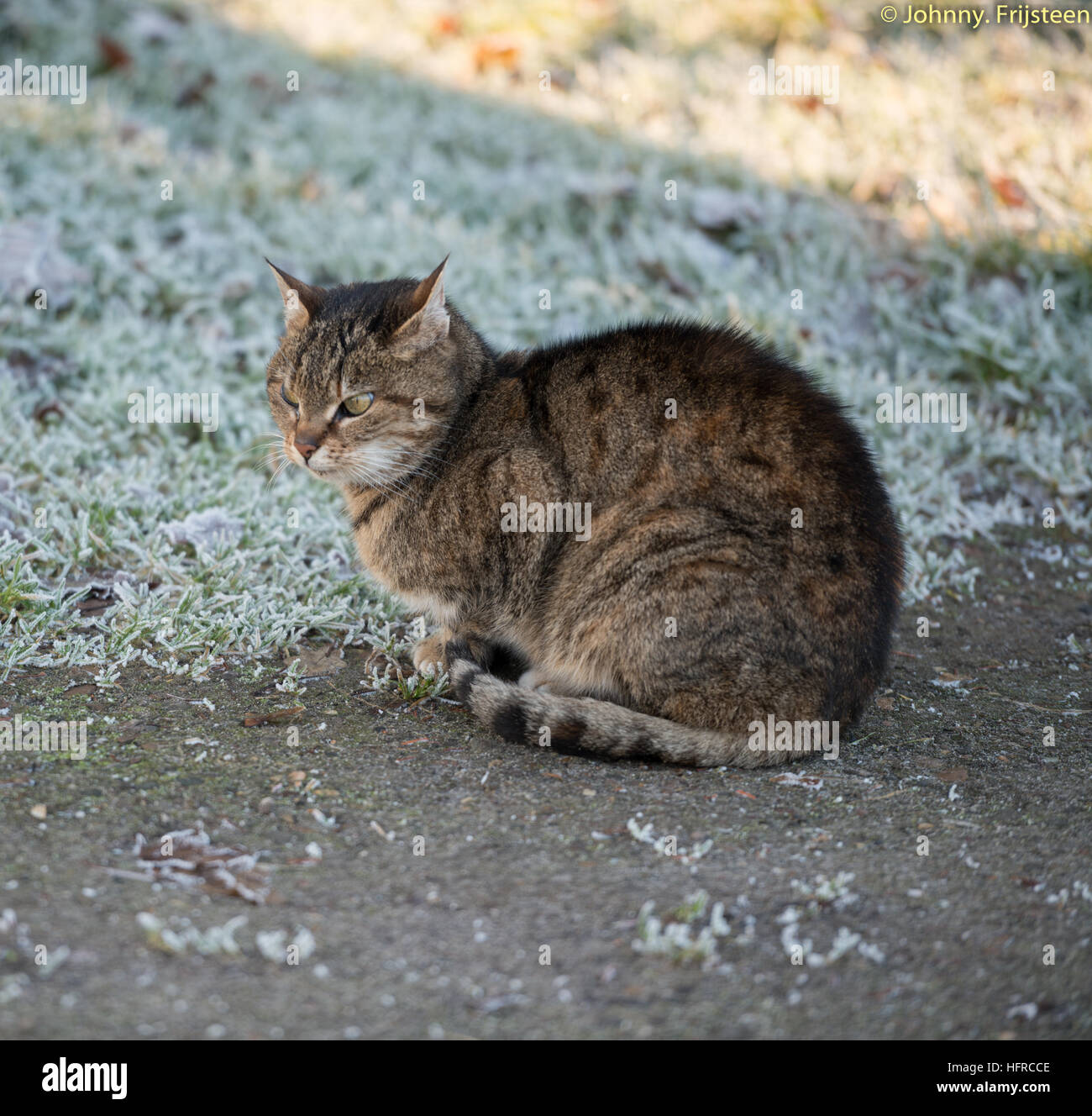 Un Chat Sauvage Brun Gris Assis Sur Le Sol Tandis Qu Il Faisait Tres Froid A L Exterieur Photo Stock Alamy