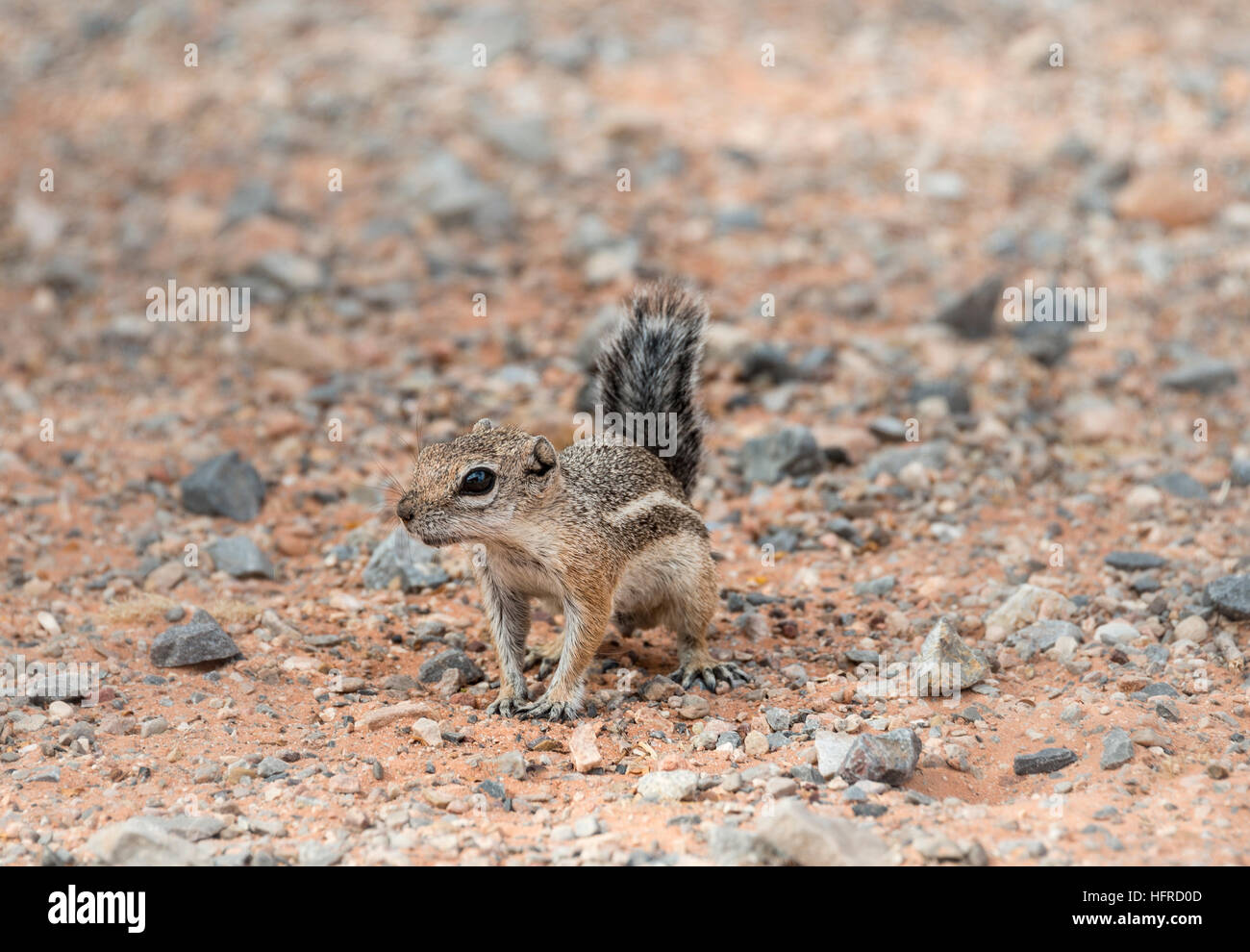 L'écureuil antilope Harris (Ammospermophilus harrisii) sur le sol rocheux, Valley of Fire, Nevada, USA Banque D'Images