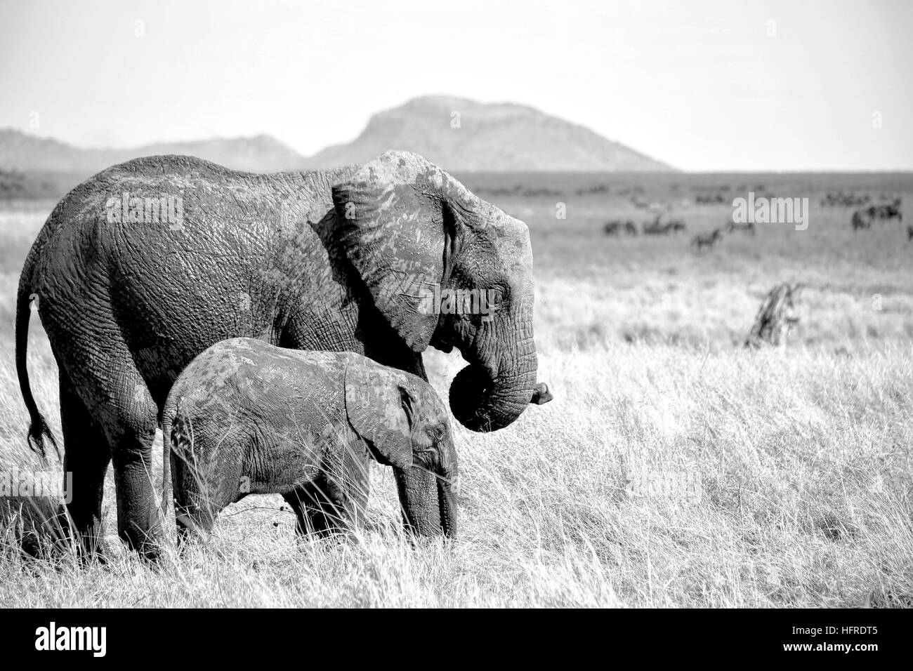 La mère et l'enfant, le Parc National du Serengeti Banque D'Images