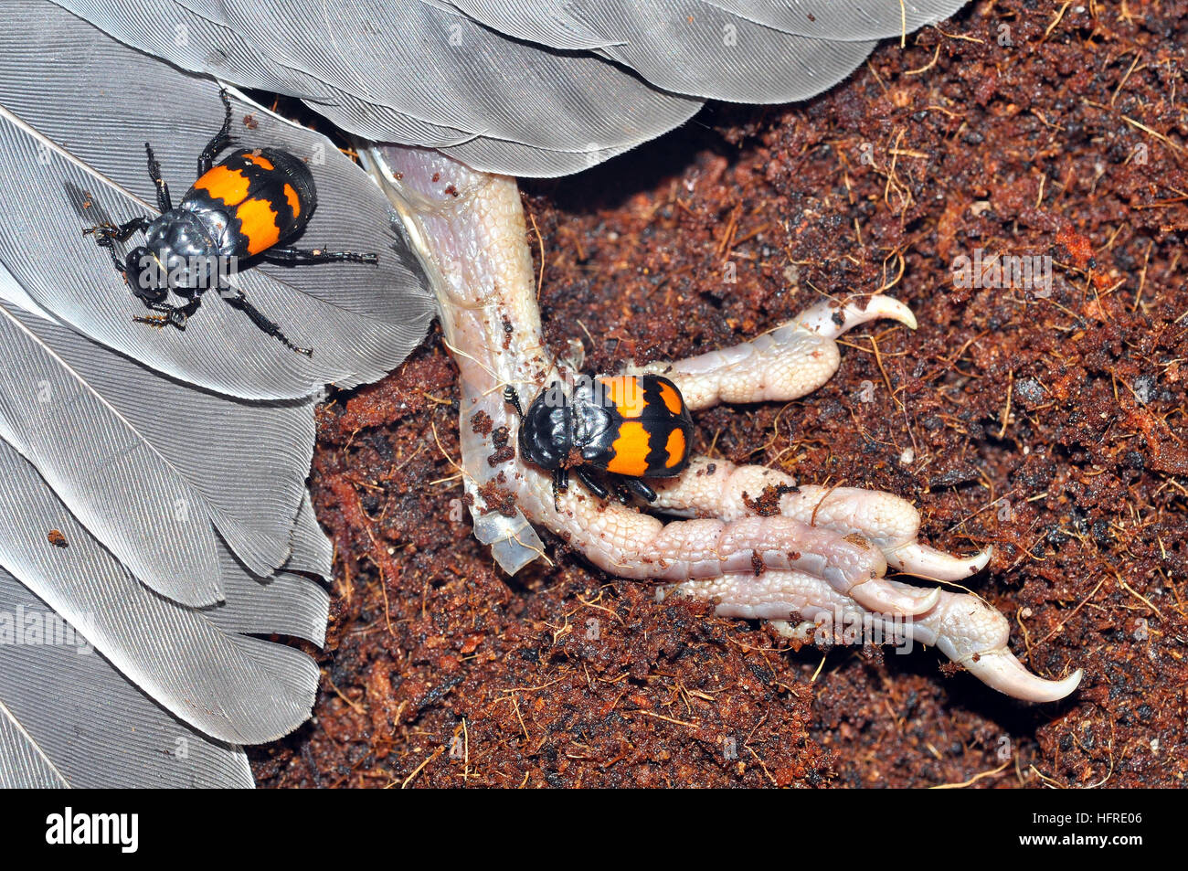 Nicrophorus vespilloides (Sexton) Banque D'Images