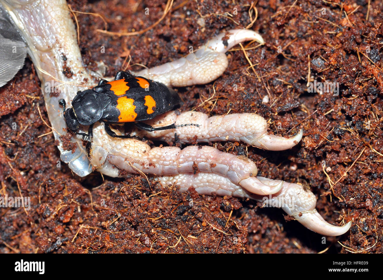 Nicrophorus vespilloides (Sexton) Banque D'Images