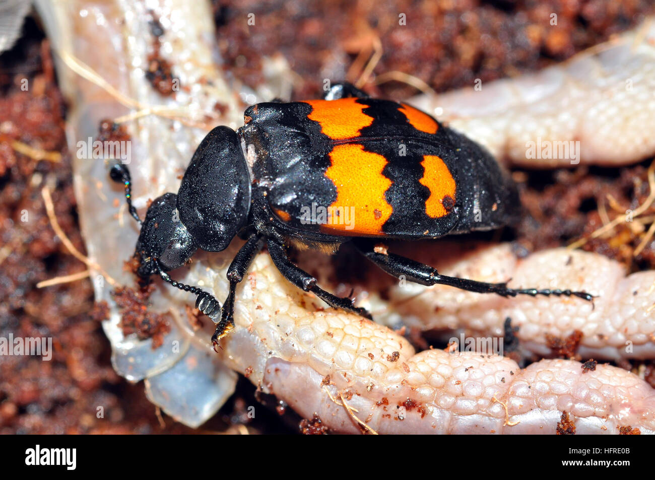 Nicrophorus vespilloides (Sexton) Banque D'Images