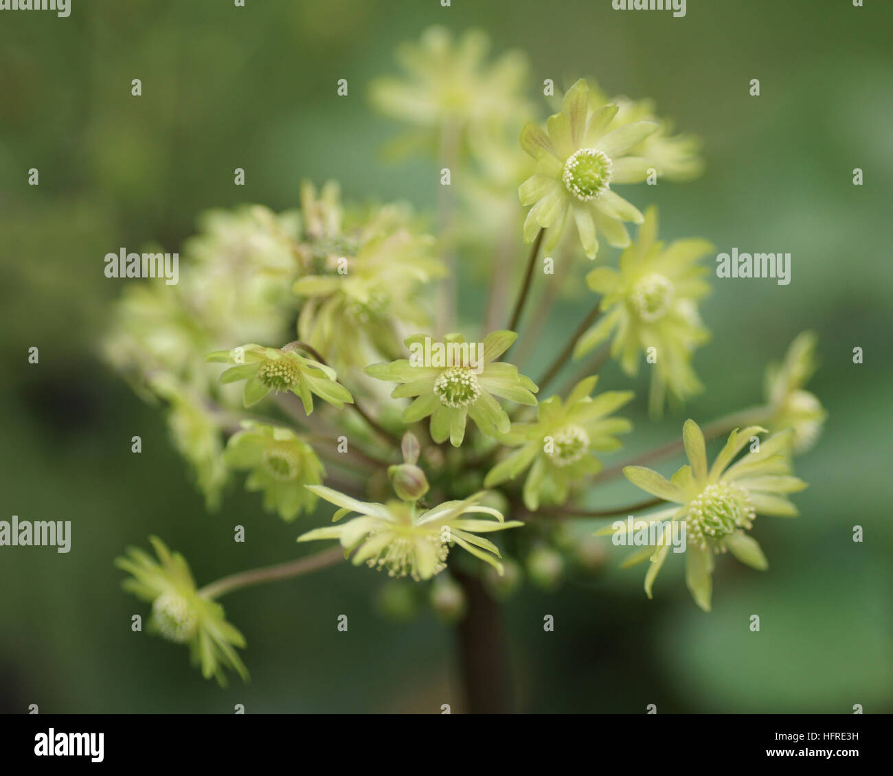 Anemone capensis Banque D'Images