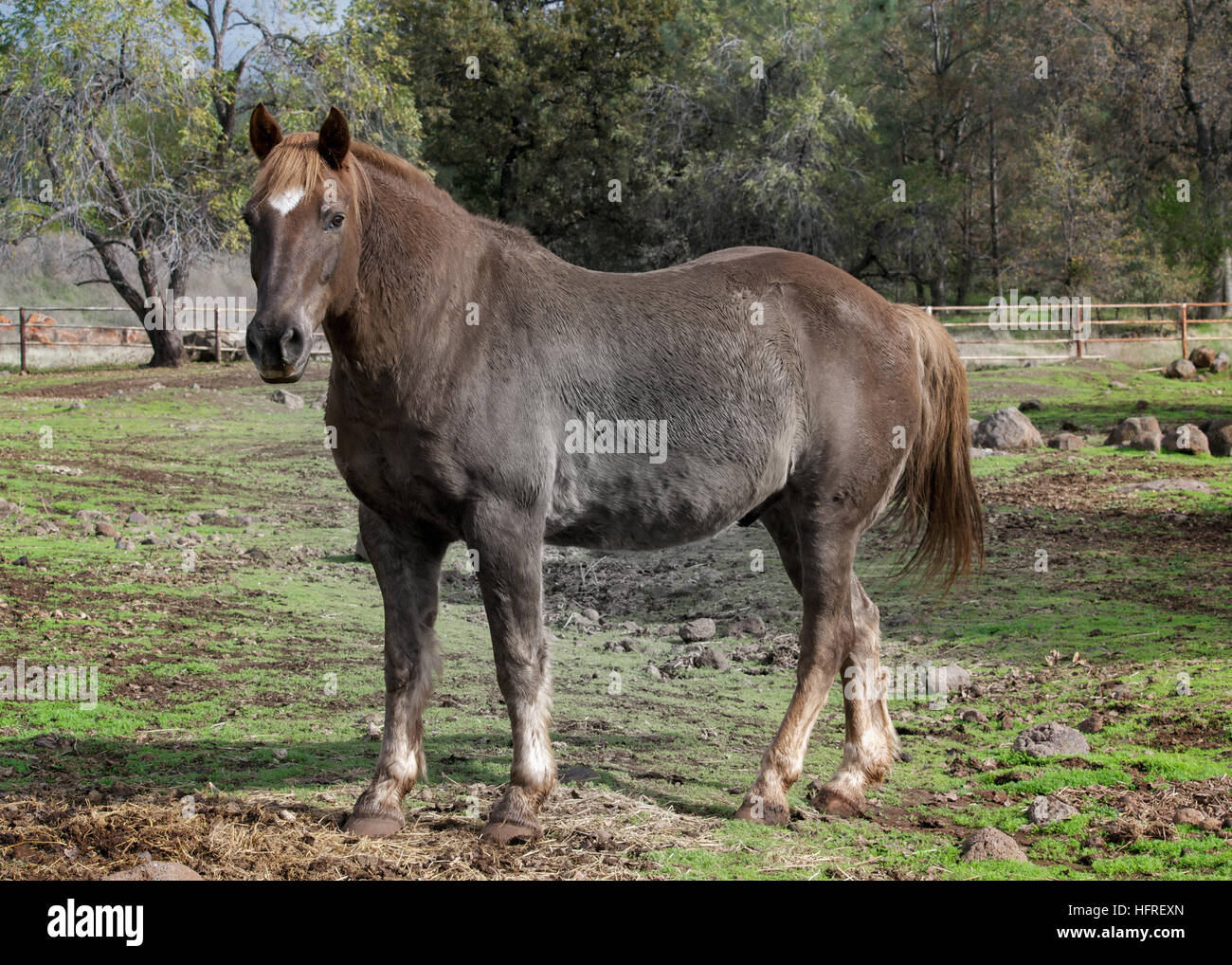 La lumière mâle American Quarter Horse Chestnut dans le domaine dans le Nord de la Californie, regardant la caméra, alerte, avec les oreilles a fait de l'avant Banque D'Images