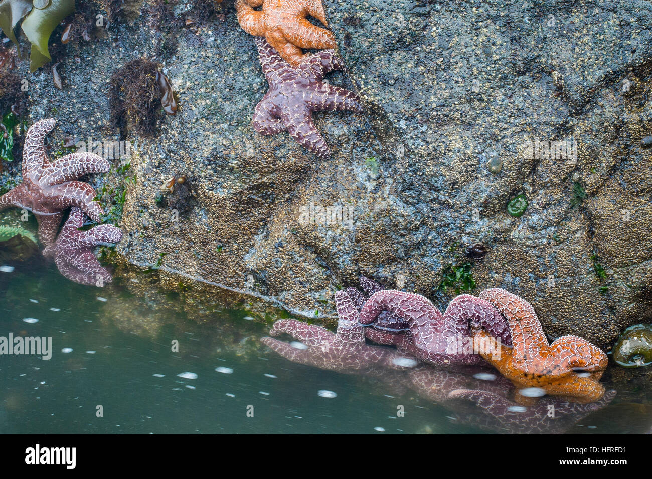 Les étoiles de mer à marée basse. Côte de l'Oregon. Banque D'Images