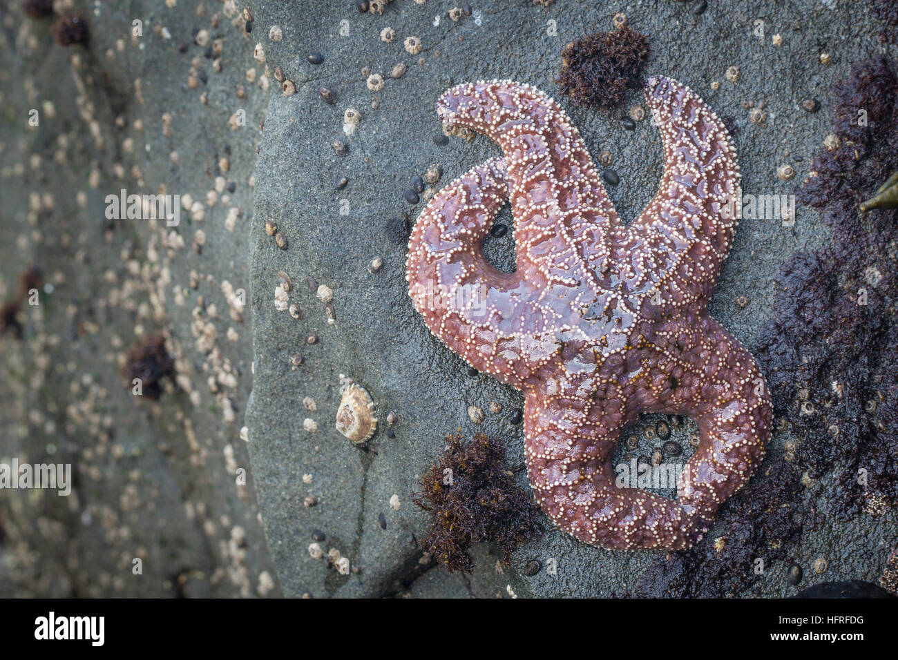 Étoile de mer pourpre. Banque D'Images
