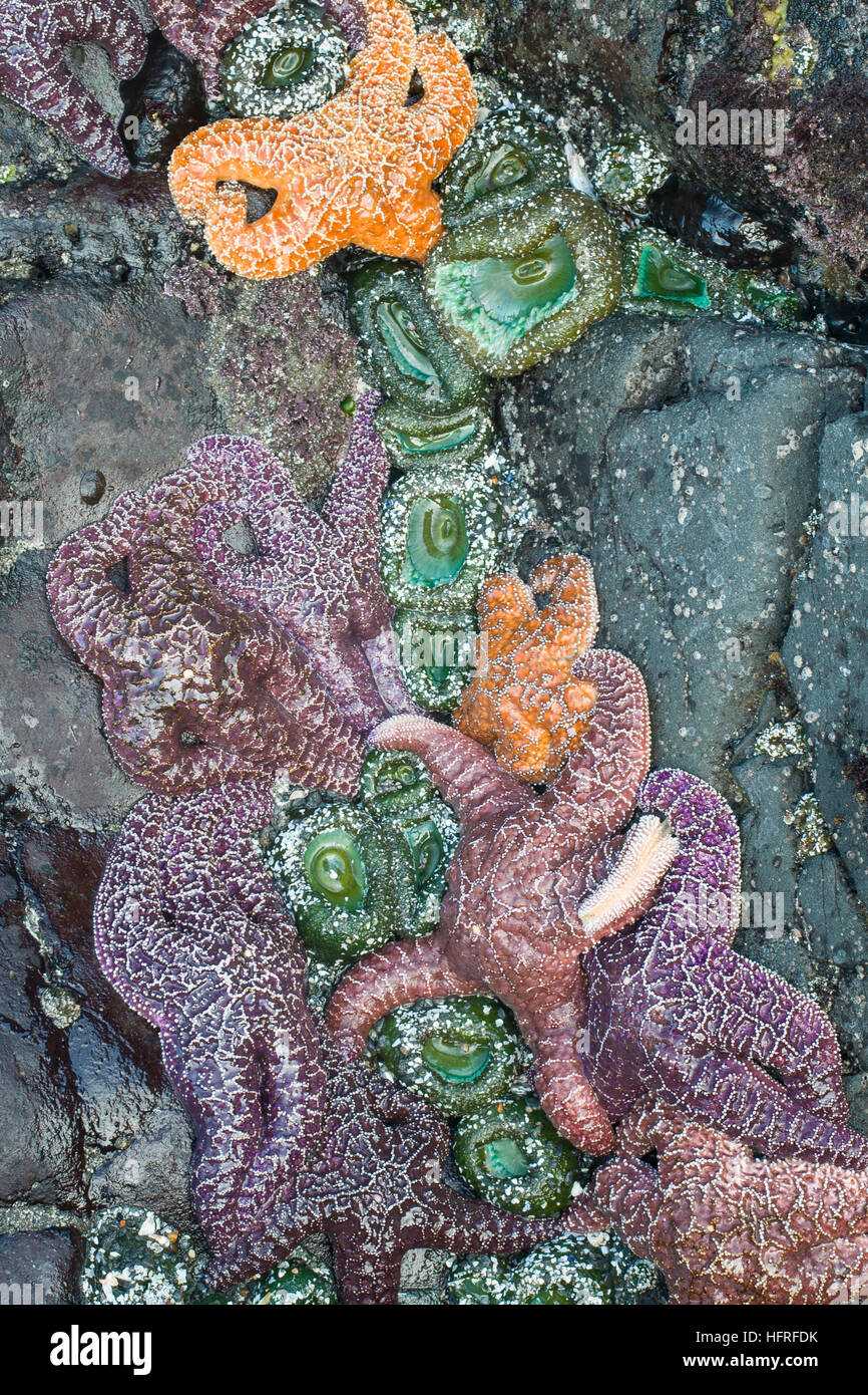 Groupe d'étoiles de mer et des anémones de mer. Banque D'Images