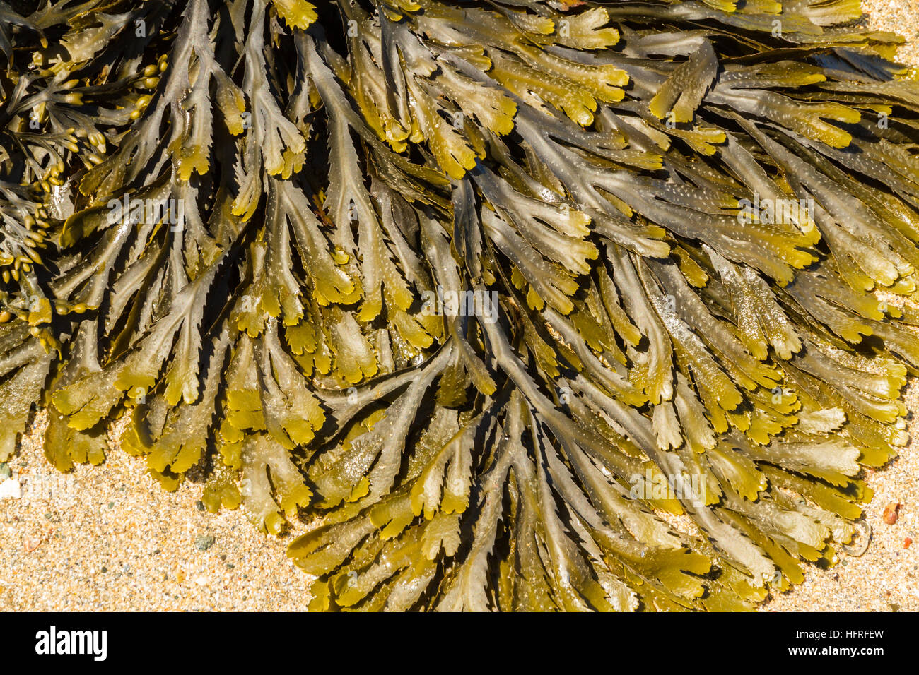 Crémaillère et Fucus serratus dentelée (rack) est une algue marine trouvée sur milieu de la rive dans le Royaume-Uni. Banque D'Images