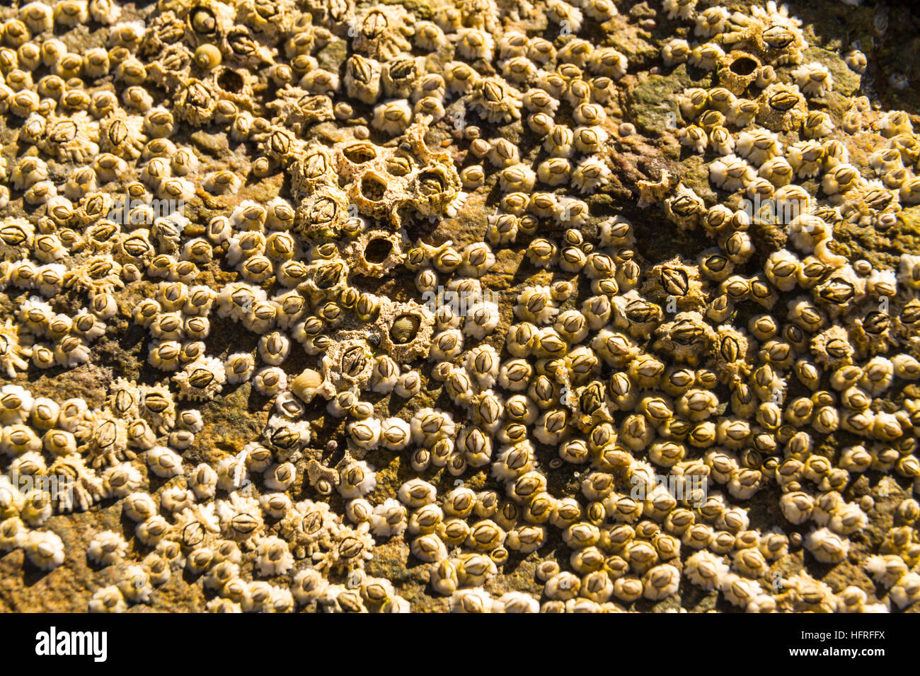 Acorn barnacle ou Semibalanus balanoides vivant sur la roche. Close up ou macro. Banque D'Images