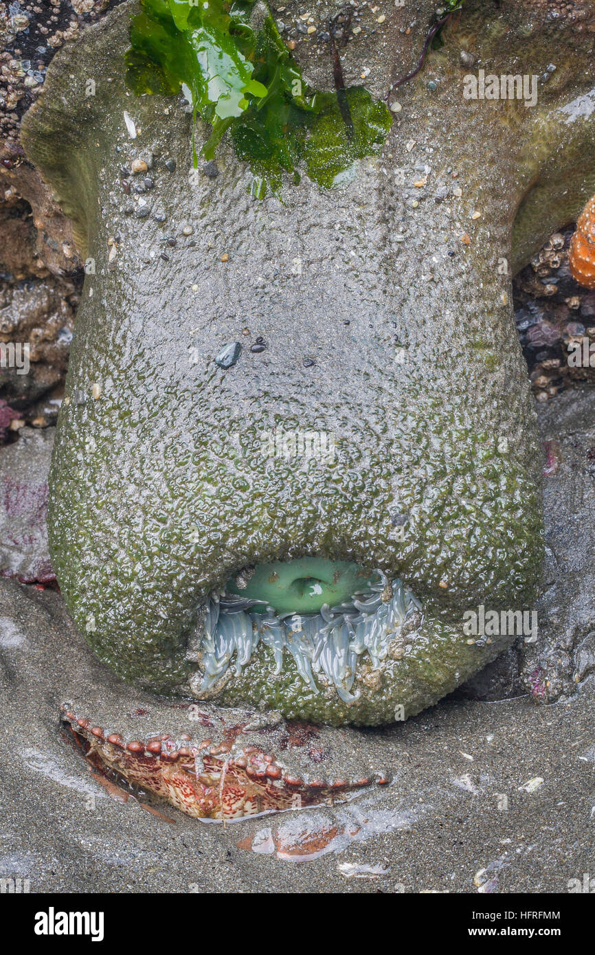 Un crabe commun du Pacifique s'accroupit sous une anémone de mer verte à marée basse dans la région de Redwood National Park, Californie, USA. Banque D'Images