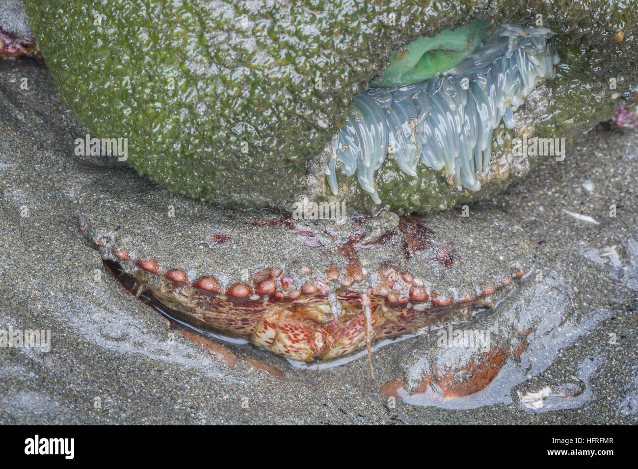 Un crabe commun du Pacifique s'accroupit sous une anémone de mer verte à marée basse dans la région de Redwood National Park, Californie, USA. Banque D'Images