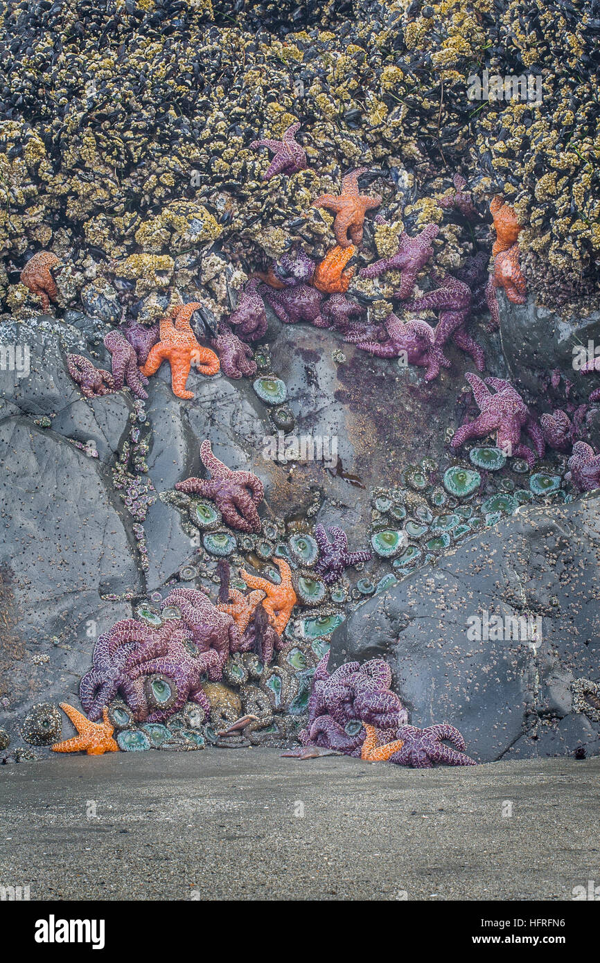 Où les étoiles de mer sont abondants, les moules (parmi leur proie préférée) sont moins nombreux. Séparation des deux taxons dans cette photo est tout à fait évident. Banque D'Images