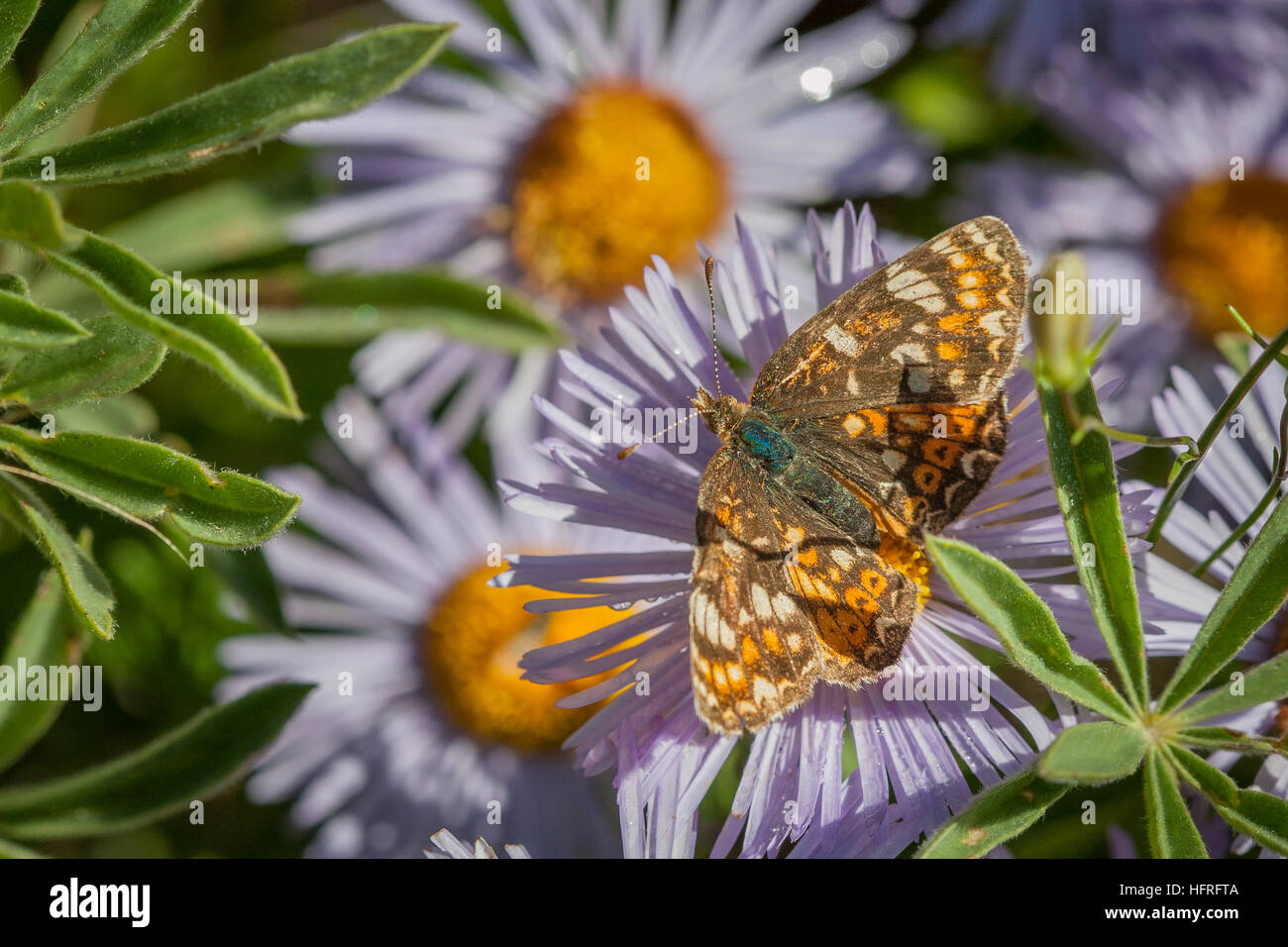 Un papillon sur une fleur aster mauve. Banque D'Images