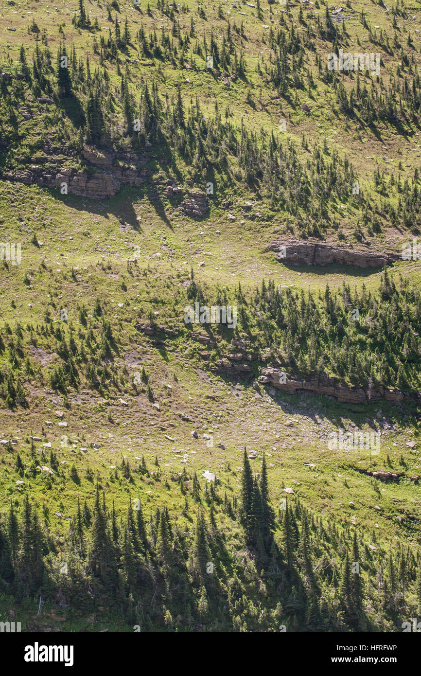 Forêt de haute altitude et meadow dans le Glacier National Park, Montana, USA. Banque D'Images