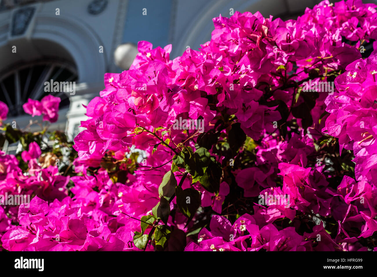 Balcon des fleurs dans vieille maison à Ponce, Porto Rico. Banque D'Images