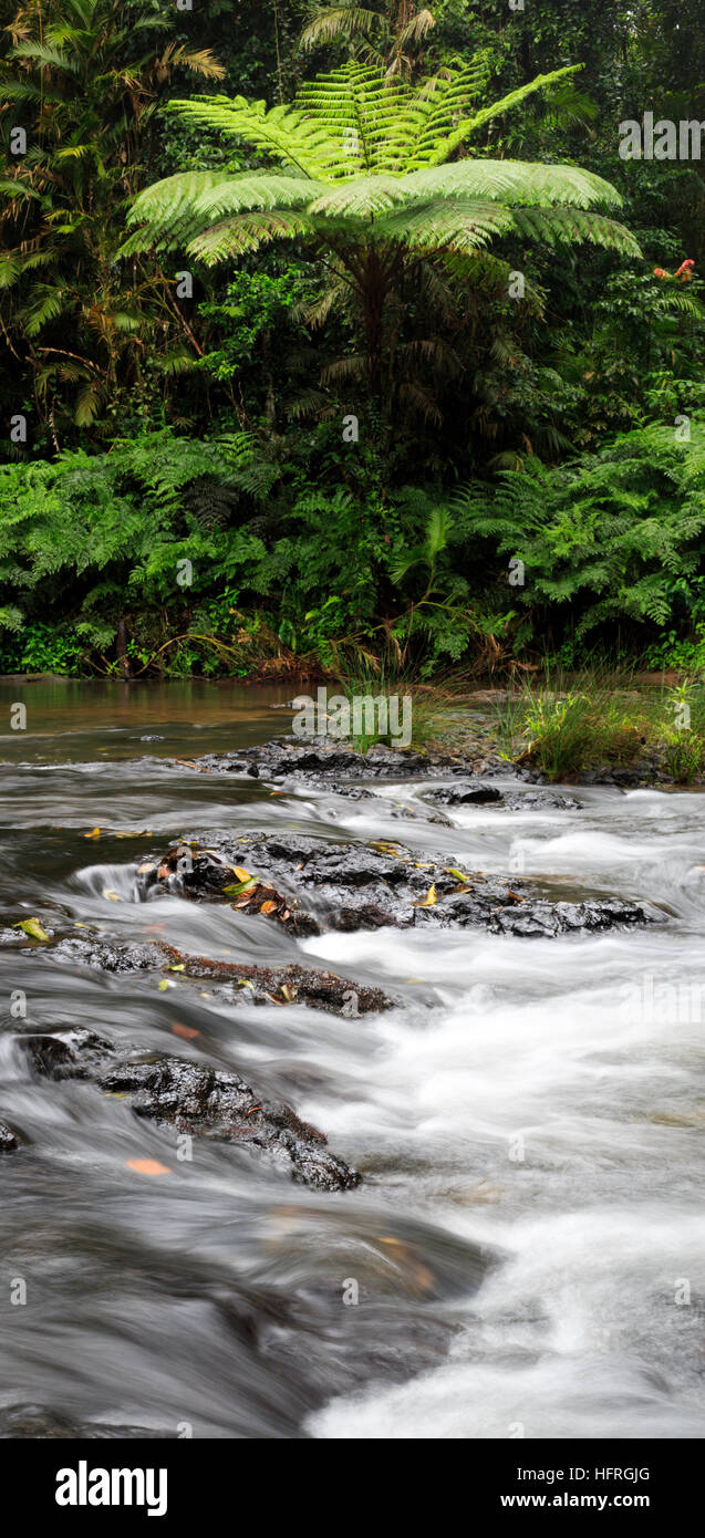 Fougère arborescente australienne ( Cyathea cooperi ) de plus en plus à côté de Henrietta Creek, Wooroonooran National Park, Queensland, Australie Banque D'Images