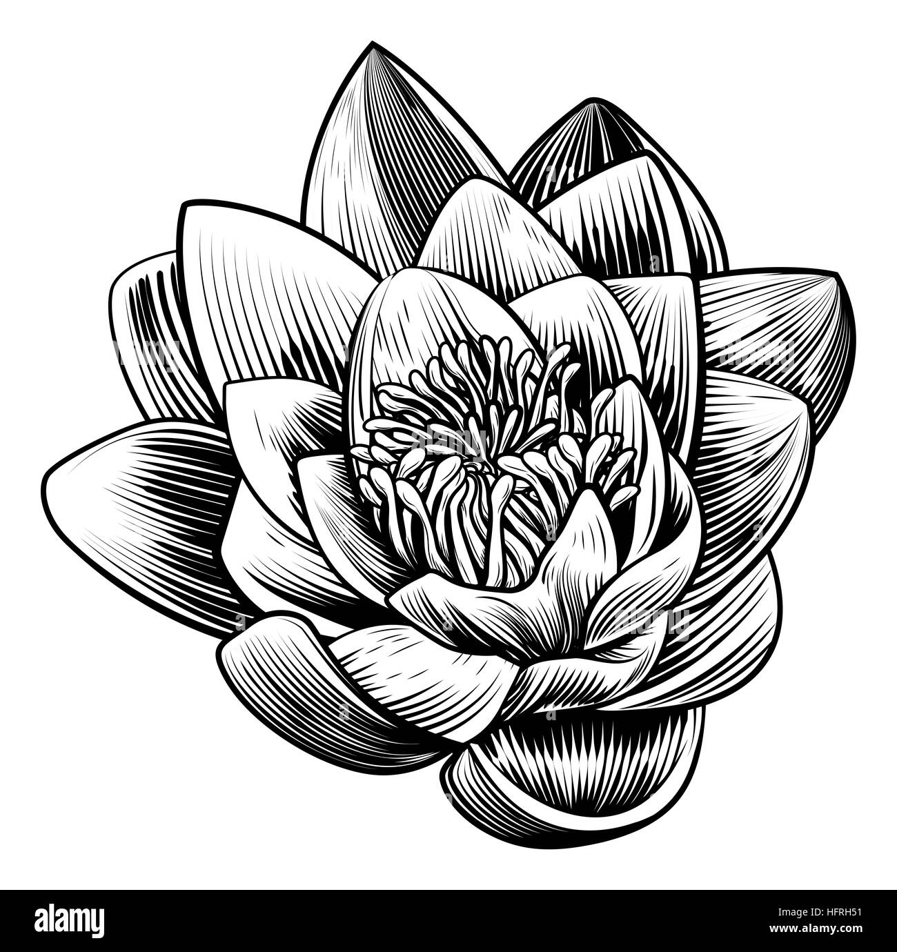 Un nénuphar fleur de lotus dans un style vintage gravure sur bois Gravure gravée Banque D'Images