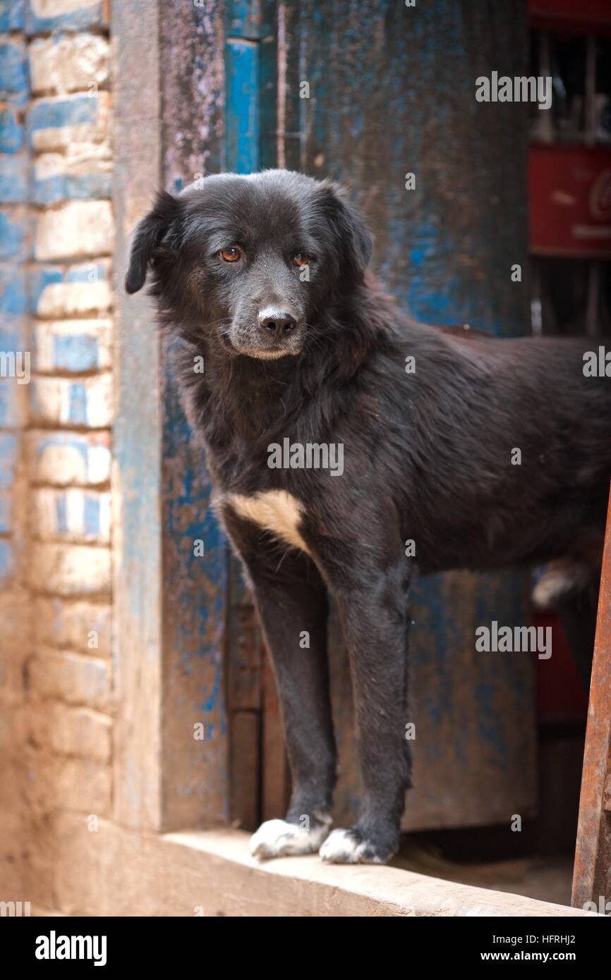 Asie Népal Katmandou chien animal errant rue locale asiatique Banque D'Images