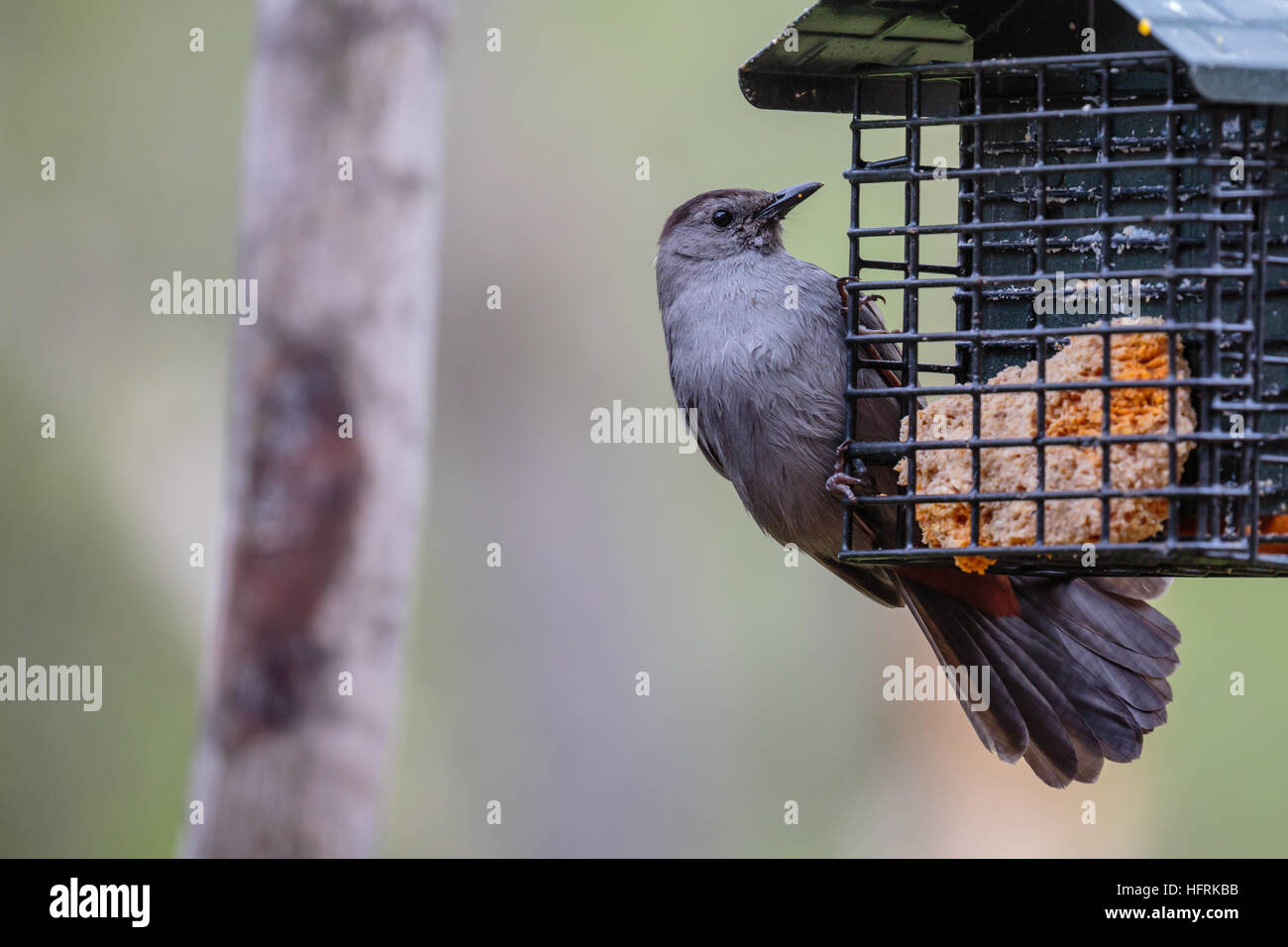 Catbird Dumetella carolinensis (gris) perché sur un convoyeur de rognon. Banque D'Images