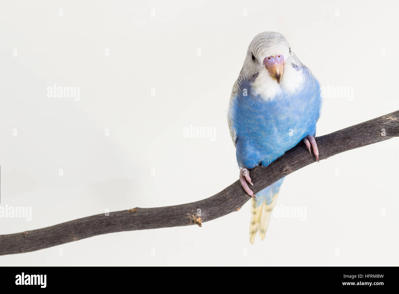Perruche Bleue Banque D Image Et Photos Alamy