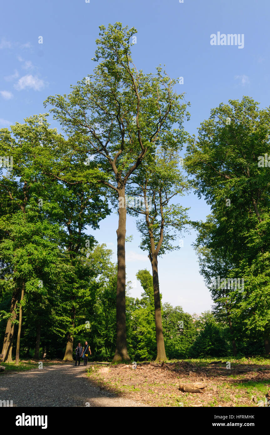 Wien, Vienne : oaks dans Lainzer Tiergarten, 13, Wien, Autriche. Banque D'Images