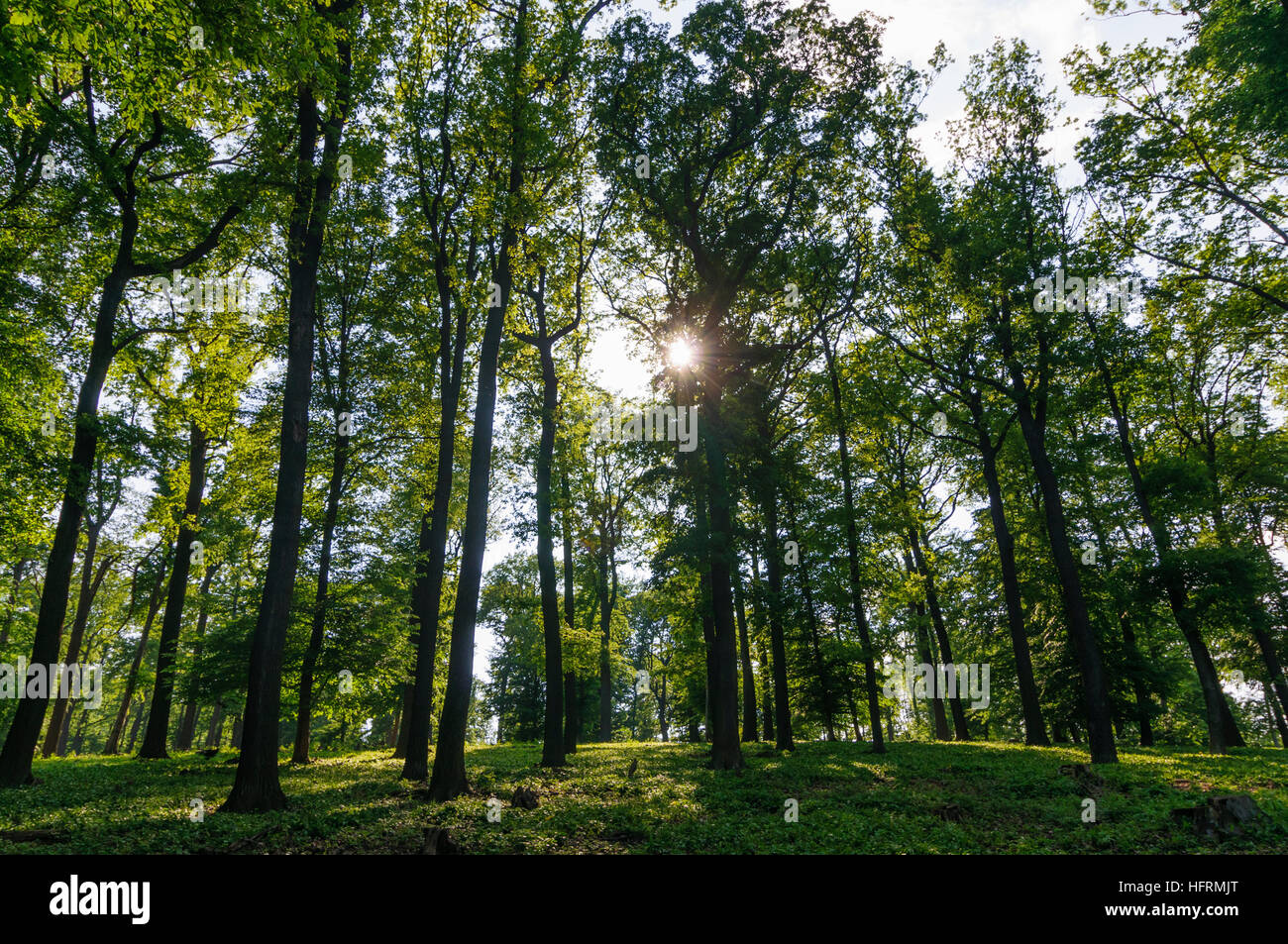 Wien, Vienne : oaks dans Lainzer Tiergarten, 13, Wien, Autriche. Banque D'Images