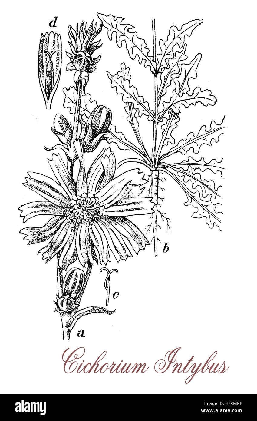 La chicorée est une plante à fleurs bleues cultivées pour les feuilles de salade et de culture fourragère ; ses racines sont utilisées comme substitut de café Banque D'Images