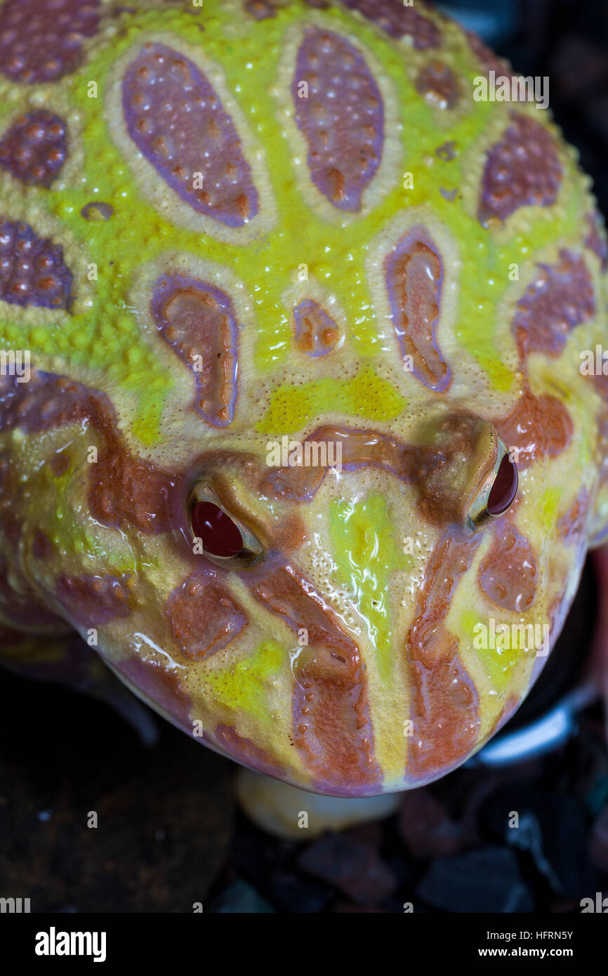 Grenouille Pac-Man albinos, Horned Frog (Ceratophrys ornata) dans le réservoir Banque D'Images