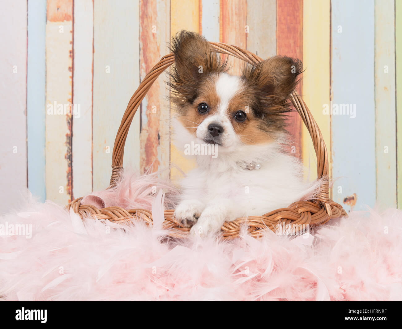 Chiot mignon papillon dans un panier en osier avec des couleurs pastel sur l'arrière-plan Banque D'Images