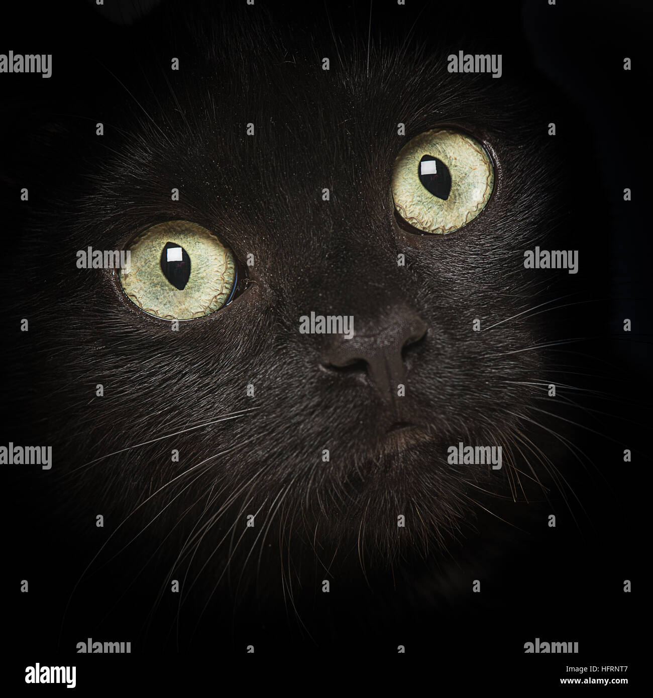 Square close up portrait of a Black Cat avec l'accent mis sur les yeux et de disparaître dans le noir sur les côtés Banque D'Images