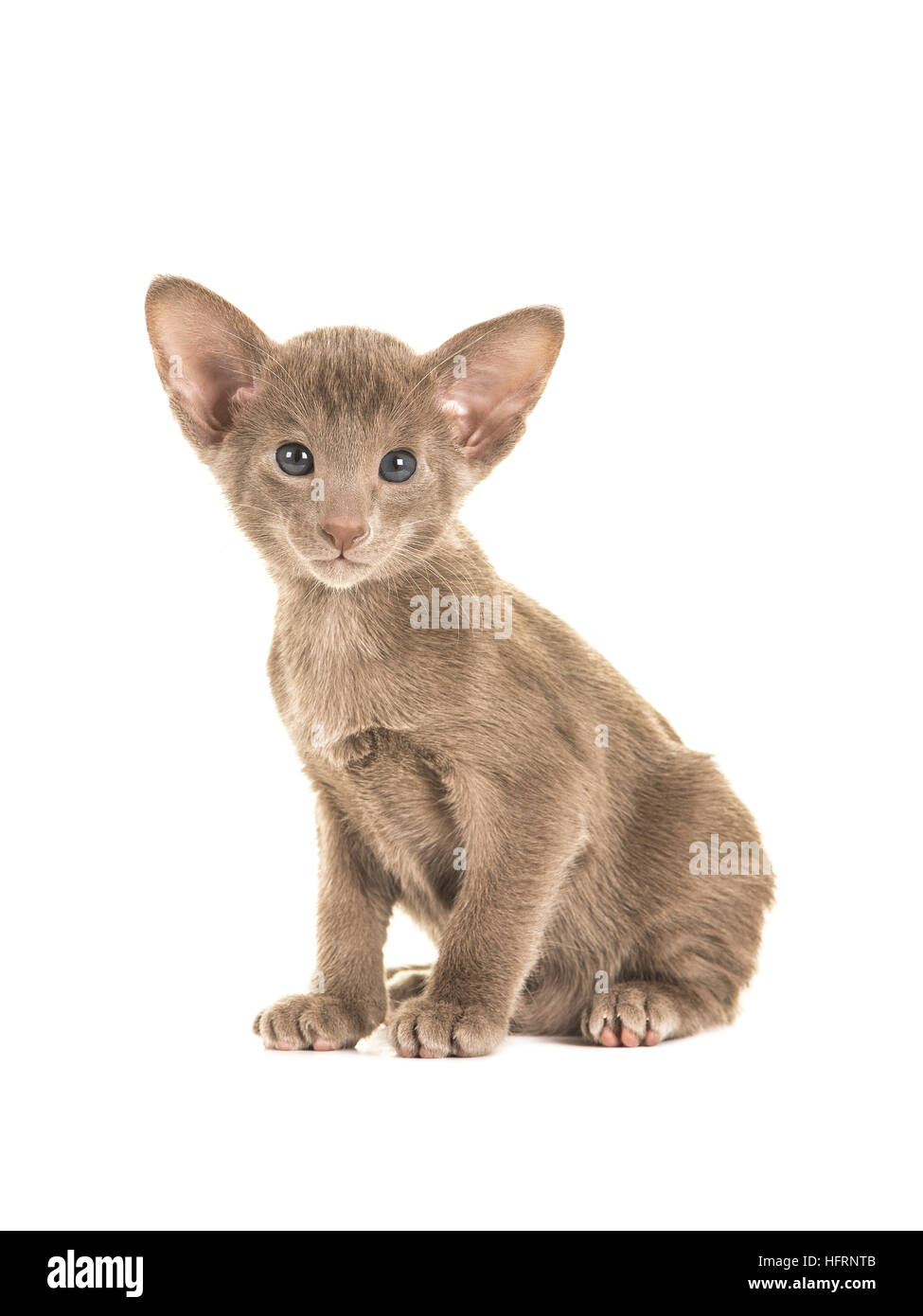Cute assis gris bleu assis oriental bébé chat chaton aux yeux bleus face caméra isolé sur fond blanc Banque D'Images