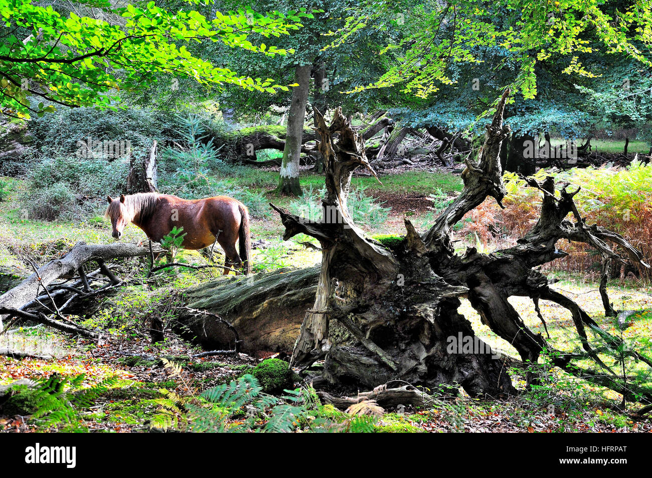 New Forest poney dans le parc national New Forest Banque D'Images