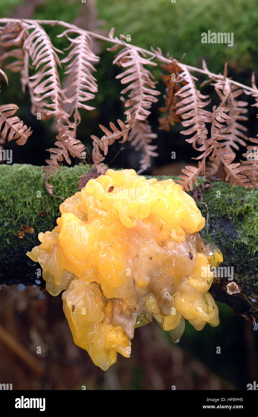 Cerveau jaune champignon (Tremella mesenterica) Banque D'Images