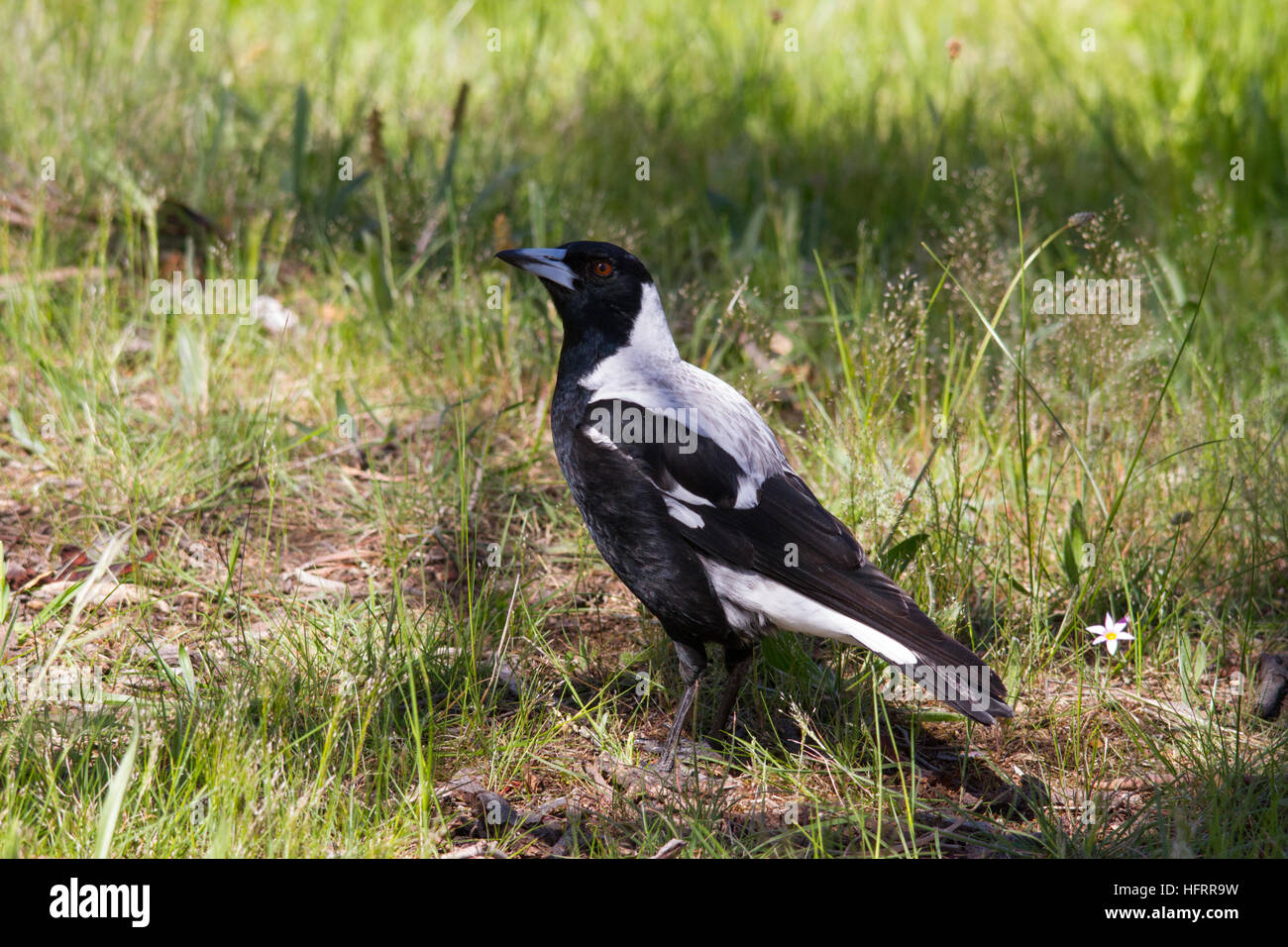 Magpie australienne (Cracticus tibicen) debout sur le sol Banque D'Images