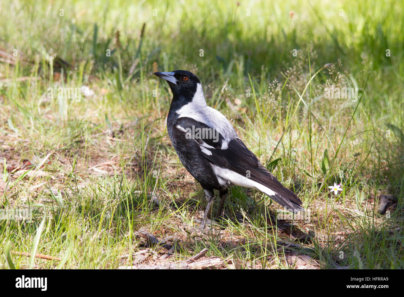 Magpie australienne (Cracticus tibicen) debout sur le sol Banque D'Images