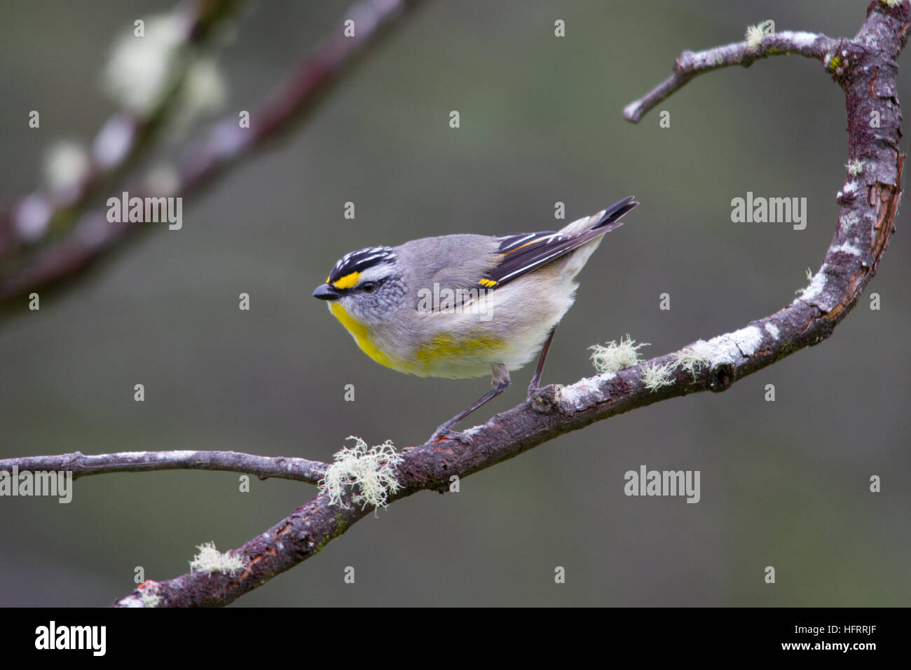 Pardalote strié (pardalotus striatus) perché sur une branche Banque D'Images