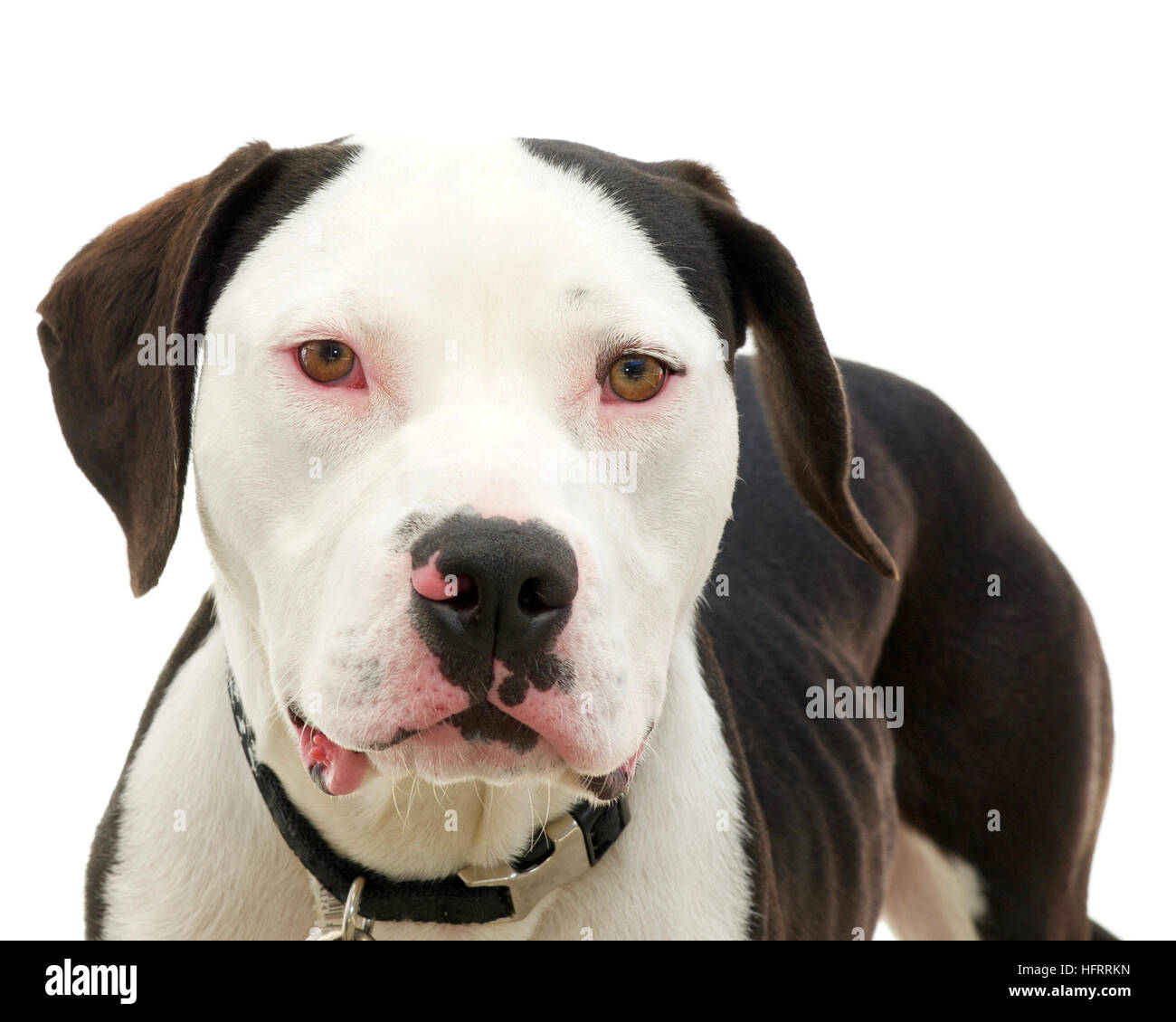 Brown et blanc bull-terrier américain de mine avec les yeux bruns, les yeux rouges de la sclère de virus du rhume, après avoir été abandonné émaciés Banque D'Images