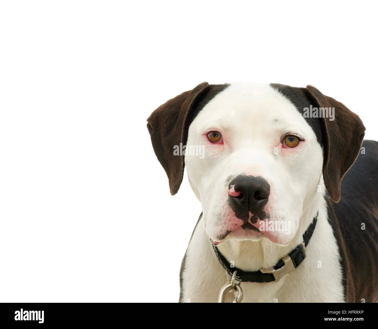 Brown et blanc bull-terrier américain de mine avec les yeux bruns, les yeux rouges de la sclère de virus du rhume Banque D'Images