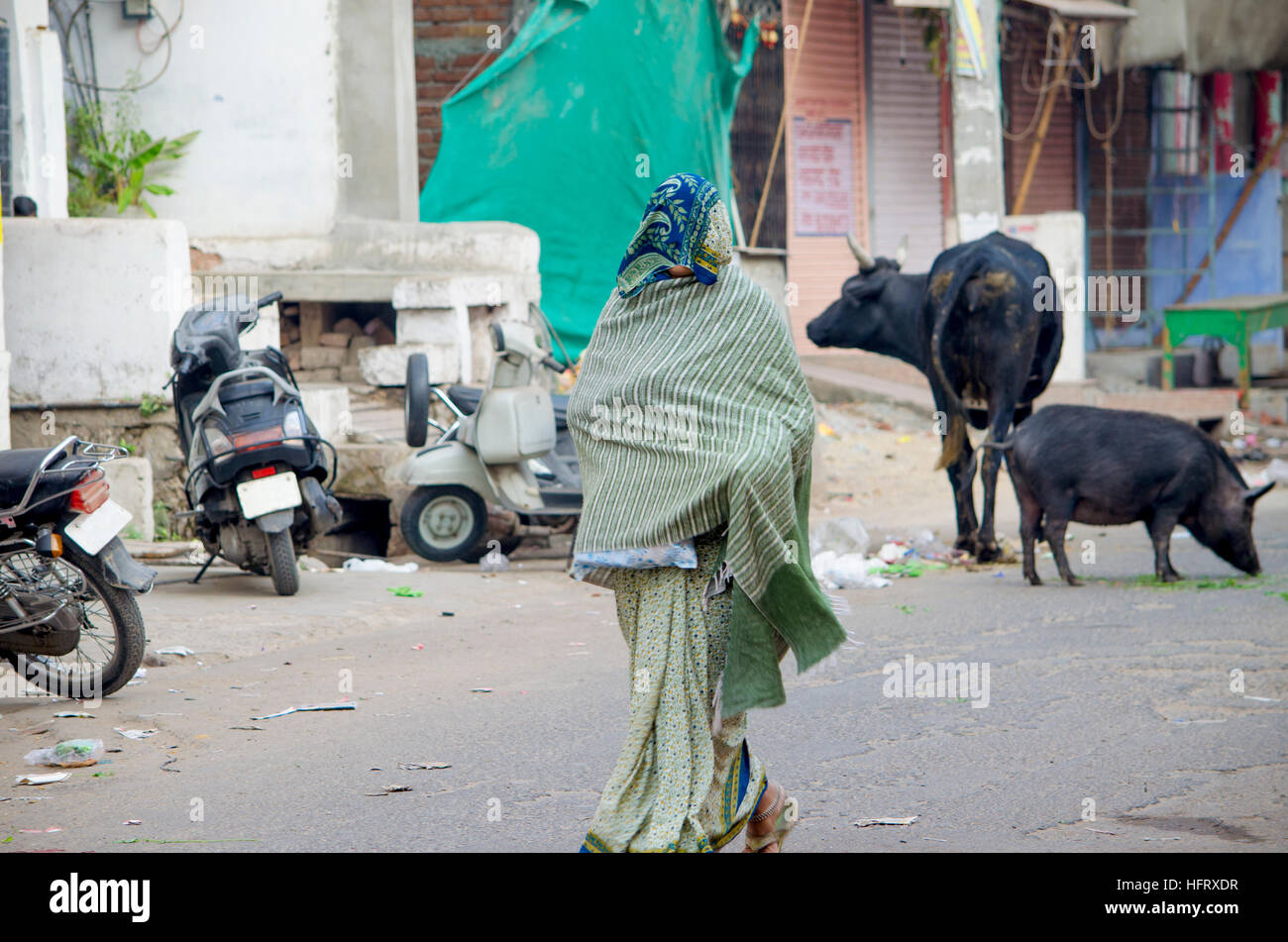 La femme indienne va le long de la route avec le visage couvert,le long de la route, les animaux, les vaches, va, de l'Inde, est fermé, le musulman Banque D'Images