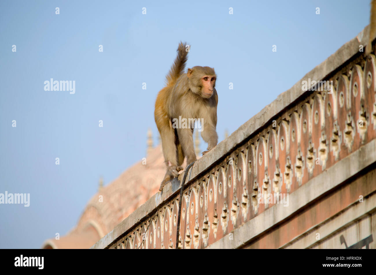 L'animal sauvage un singe macaque un en Inde,un macaque, un singe, une primauté, animale, la faune, l'Inde, Jaipur, mammifères, les prédateurs Banque D'Images