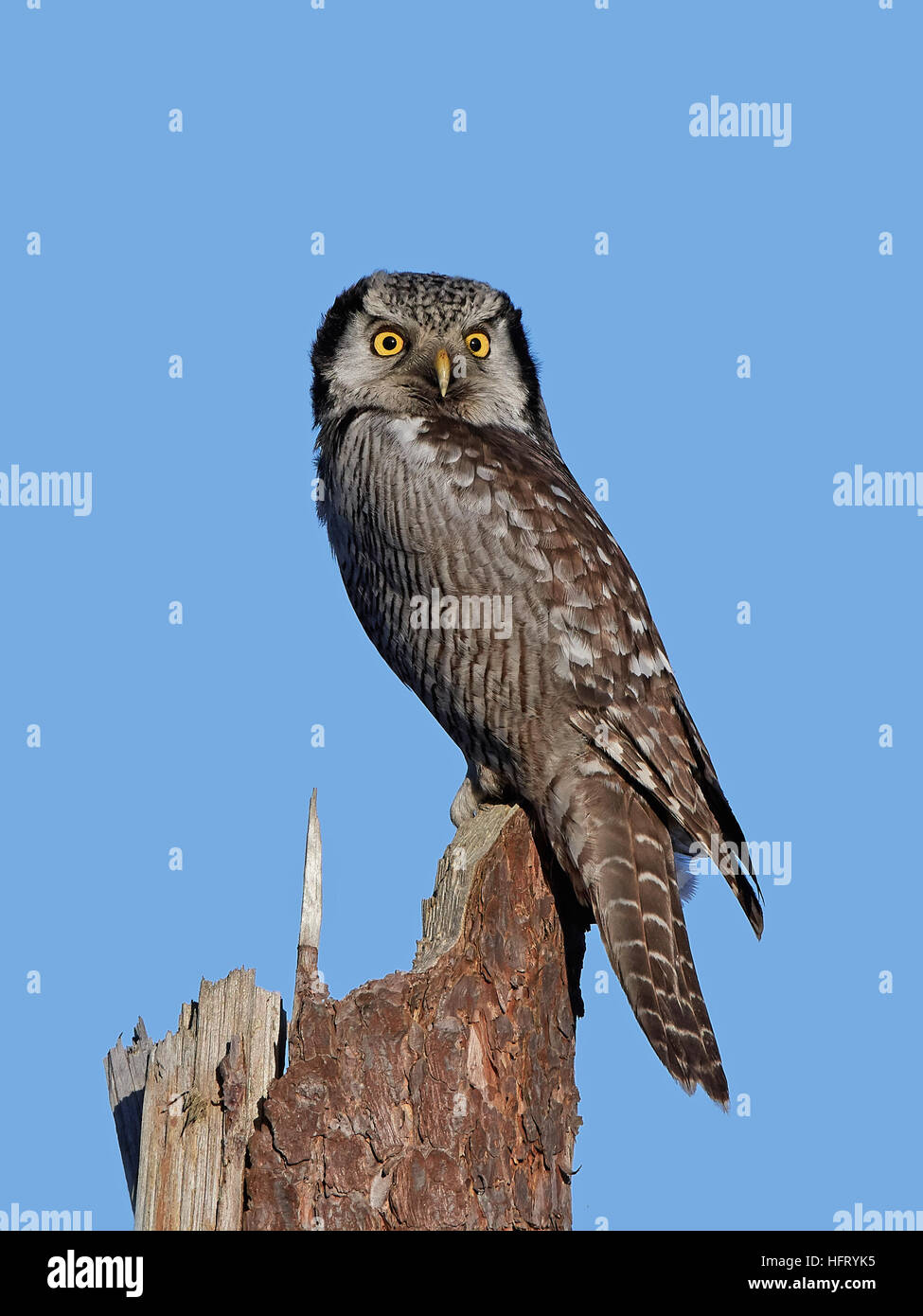 Northern Hawk-owl assis sur un tronc d'arbre cassé Banque D'Images