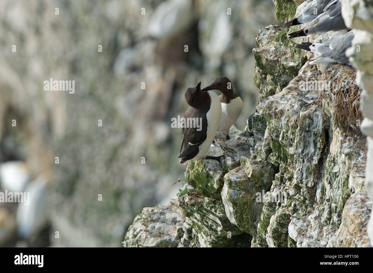 Paire d'Guillemots-Uria aalge afficher la pariade. R.S.P.B Bempton Cliffs, East Yorkshire, England, UK, FR Banque D'Images