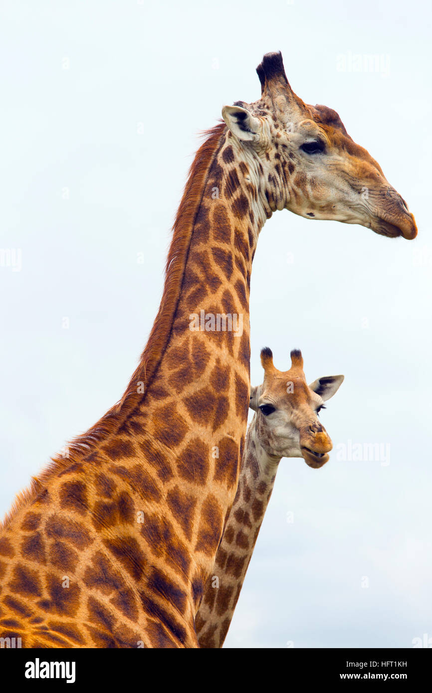 Un groupe d'Azur Girafe Giraffa camelopardalis Natal Afrique du Sud Banque D'Images