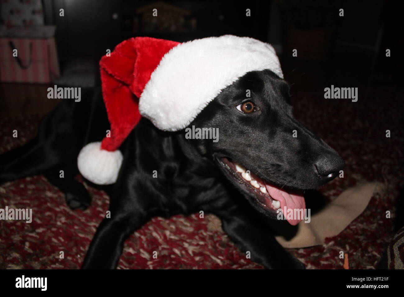 Santa Paws arrive en ville // labrador noir profitant de son premier Noël Banque D'Images