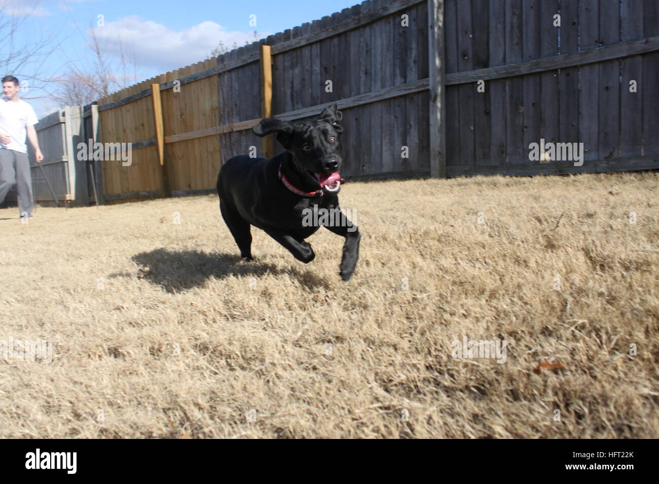 Chien labrador noir tournant dans la cour / profiter de jouer dehors avec le propriétaire Banque D'Images