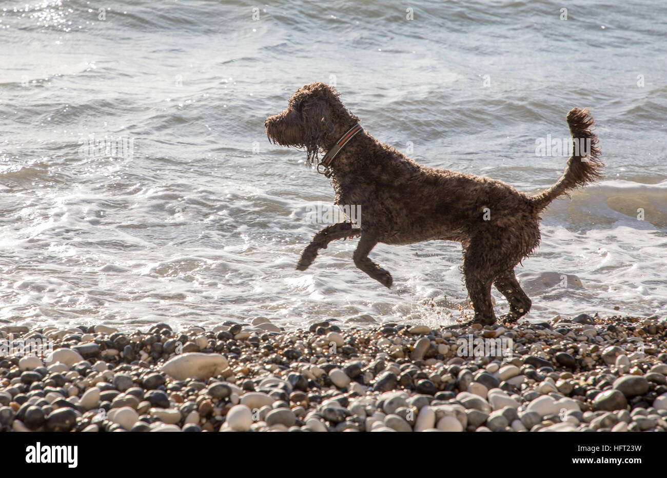 Heureux chien mouillé jouant sur plage de galets sur sunny winters day Banque D'Images