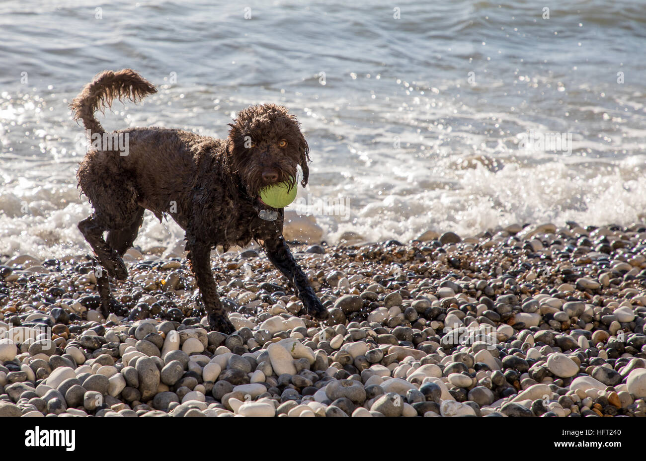 Heureux chien mouillé jouant avec green ball sur plage de galets sur une journée l'hiver Banque D'Images