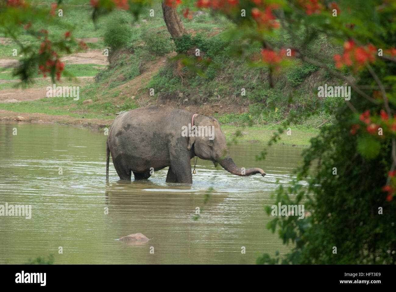 Veau de l'éléphant en captivité au Jungle Loges BR Hills bénéficiant elle-même dans le lac Banque D'Images